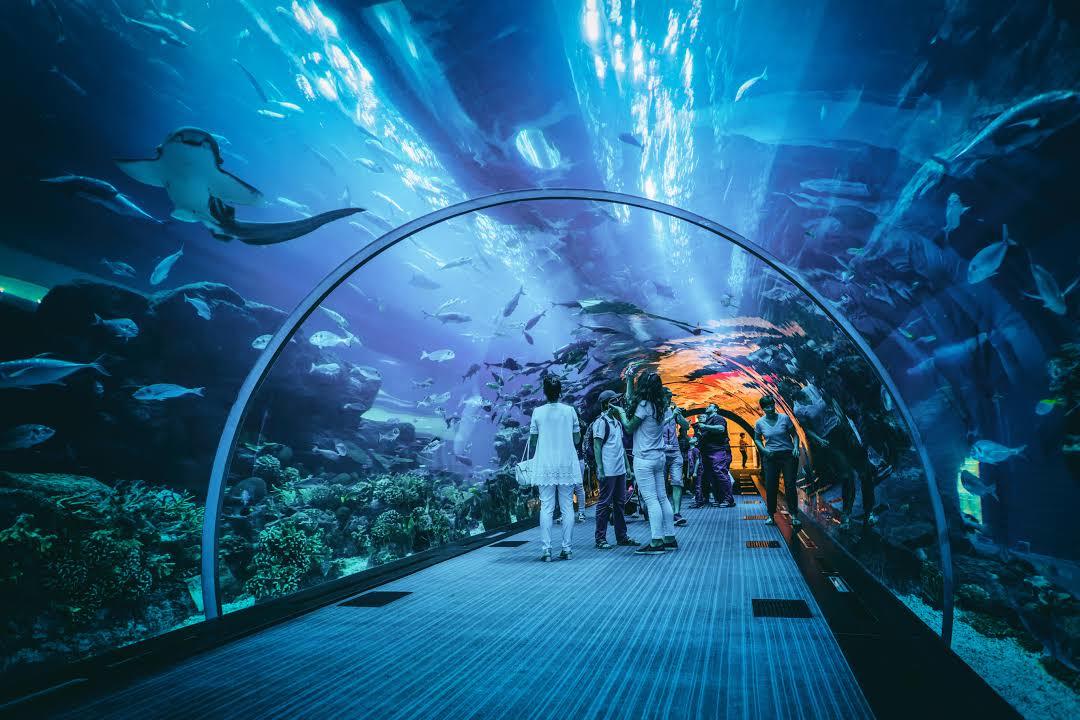 Dubai Akvaryumu ve Sualtı Hayvanat Bahçesi